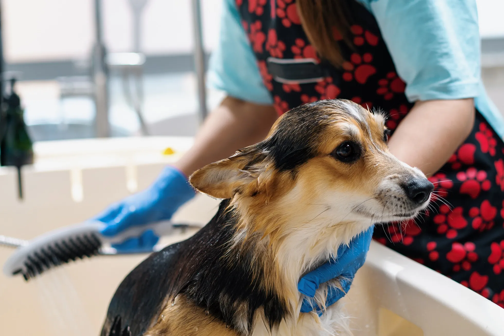 a-groomer-washes-corgi-dog-in-the-bathroom-with-a-2023-12-21-05-23-39-utc