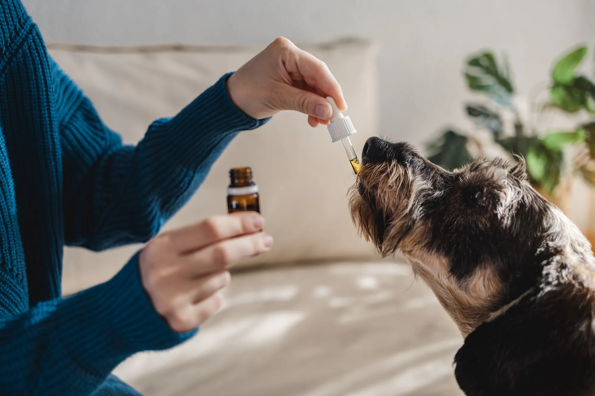 pet-dog-taking-cbd-hemp-oil-canine-licking-canna-2023-11-27-05-02-50-utc