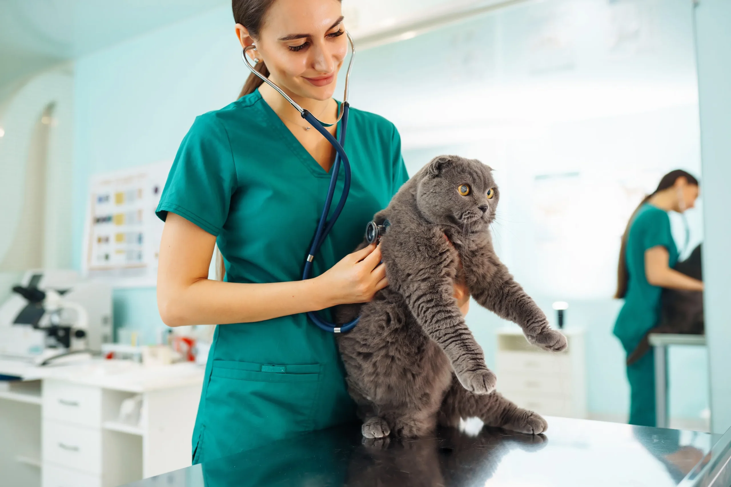 woman-veterinarian-examining-cat-on-table-in-veter-2023-11-27-05-24-59-utc